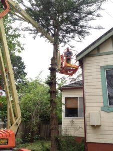 In the midst of tree removal